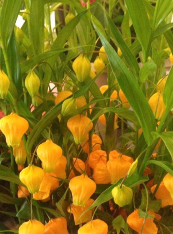 海堂けいこpicture