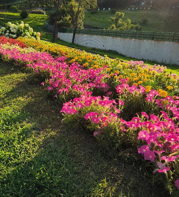 芹沢ここはpicture